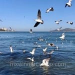 Avatar de Tomás Ledezma